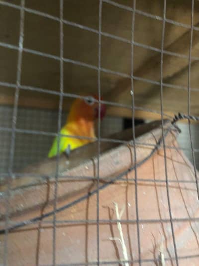lovebird pair