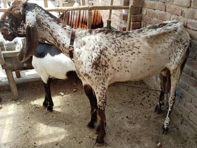Baqri