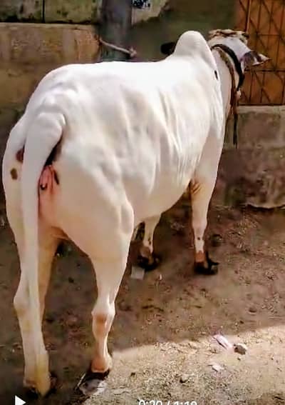 Australian bachri / Qurbani cow/pure desi cow/گاے | qurbani 2026