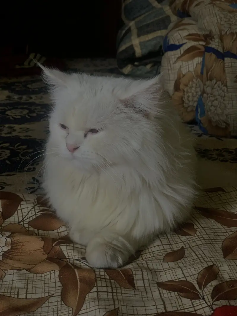 white male cat for mating stud