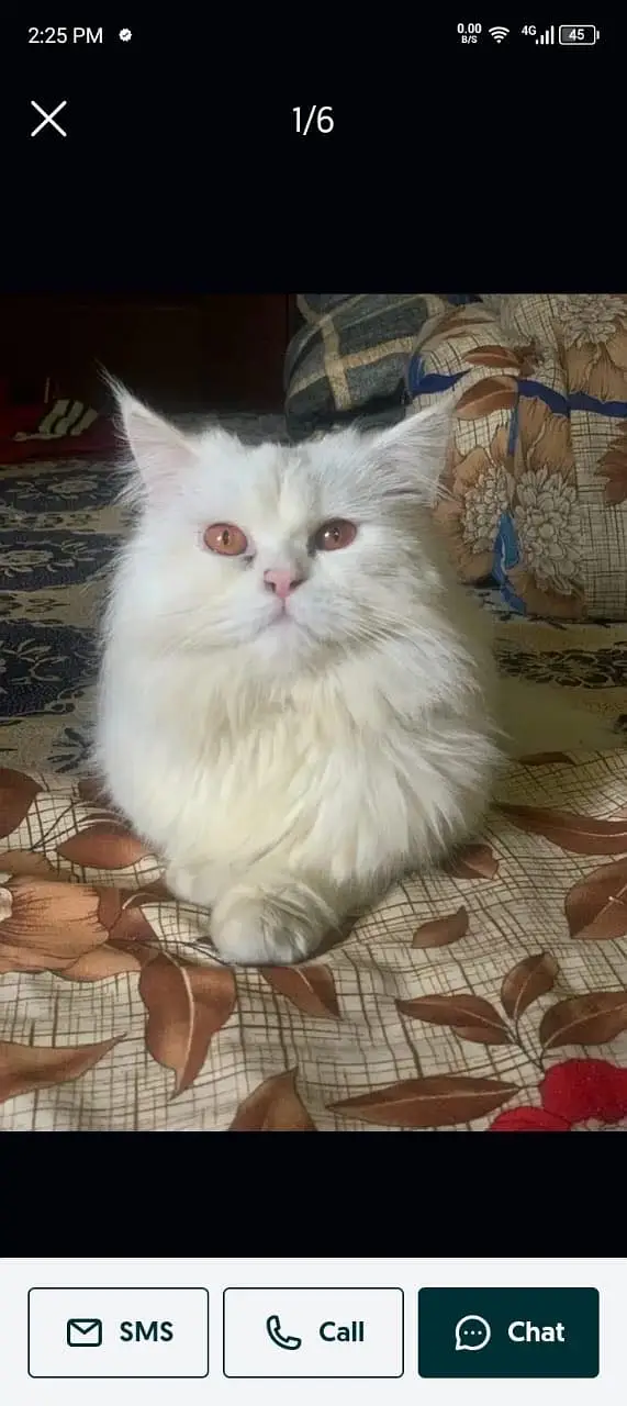 white male cat for mating stud — photo 3