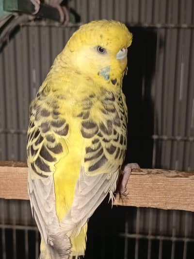 Big size exhibition under size budgies