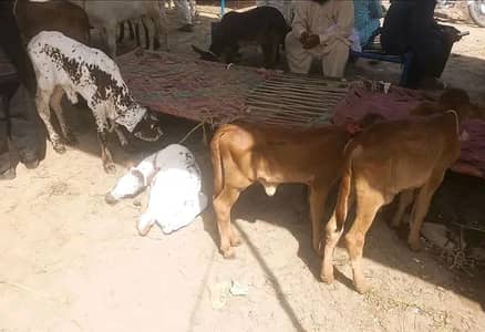 Male & Female Calves Required in Islamabad