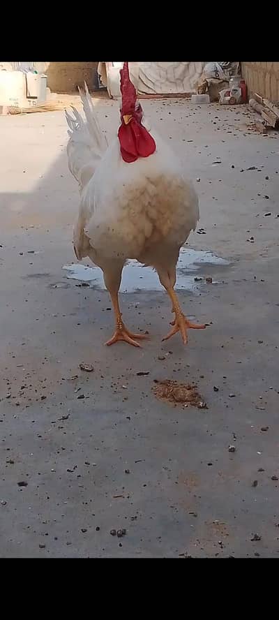 Hens pair