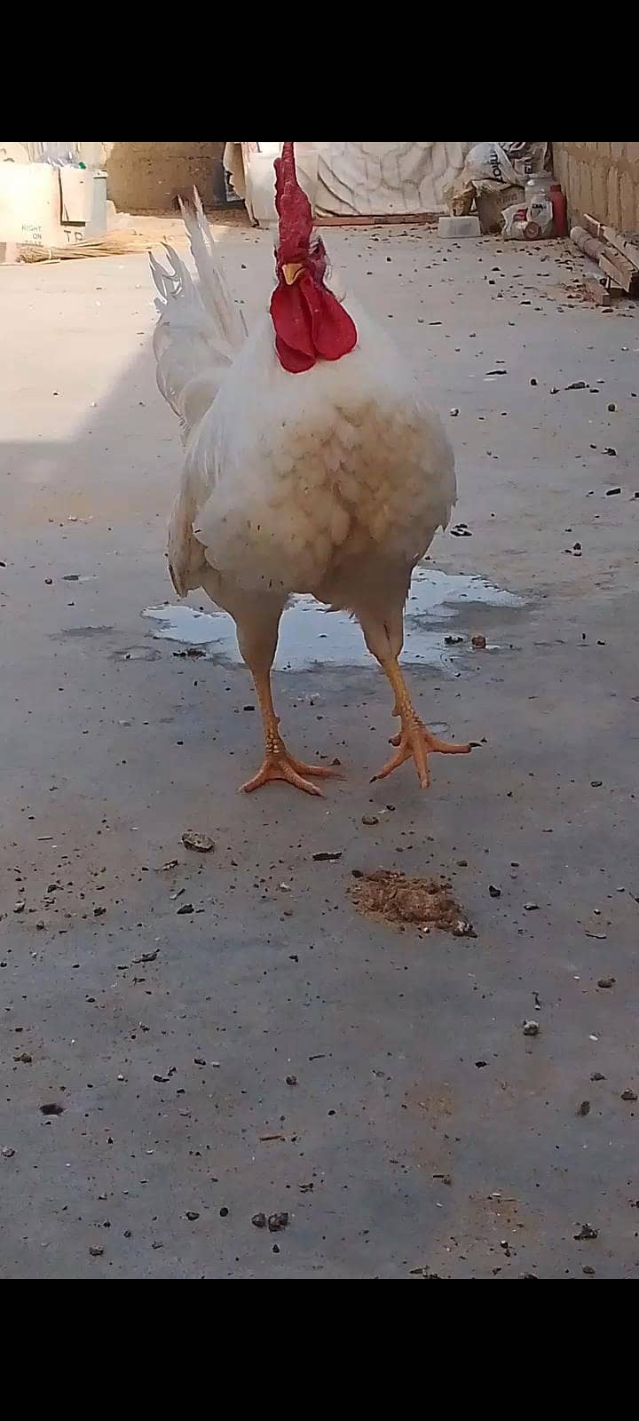 Hens pair 0