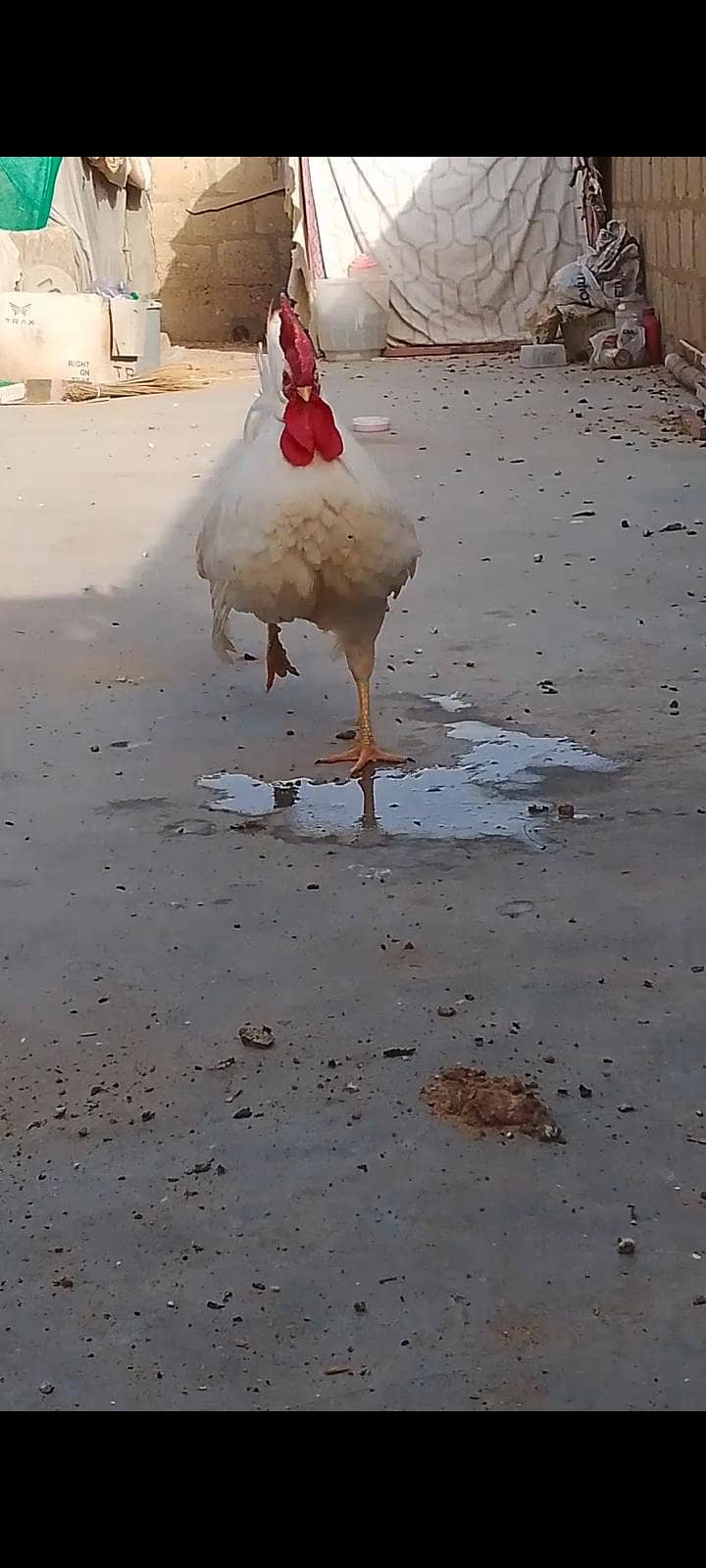 Hens pair 1