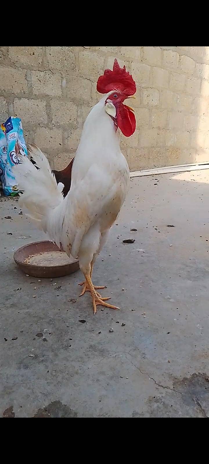Hens pair 2