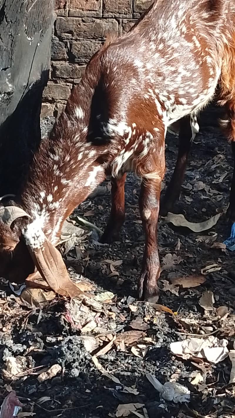 Breeder Bakra 0