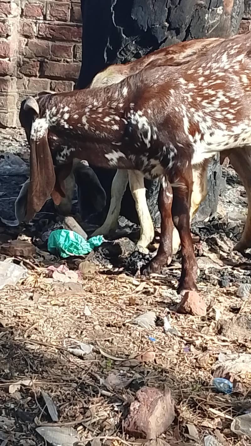 Breeder Bakra 1