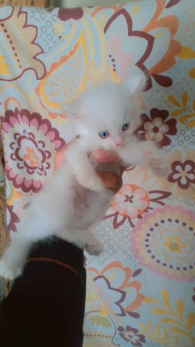 kittens  for sale. white and black. white price 6k black 4k
