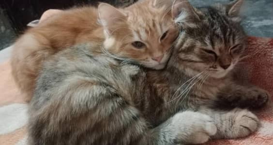 1 pair Pet cats.