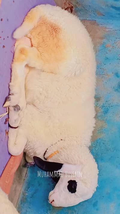sheep for sale