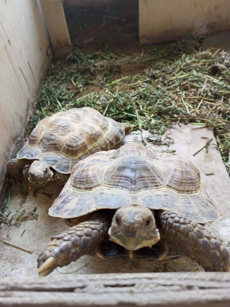 Russian tortoise 0