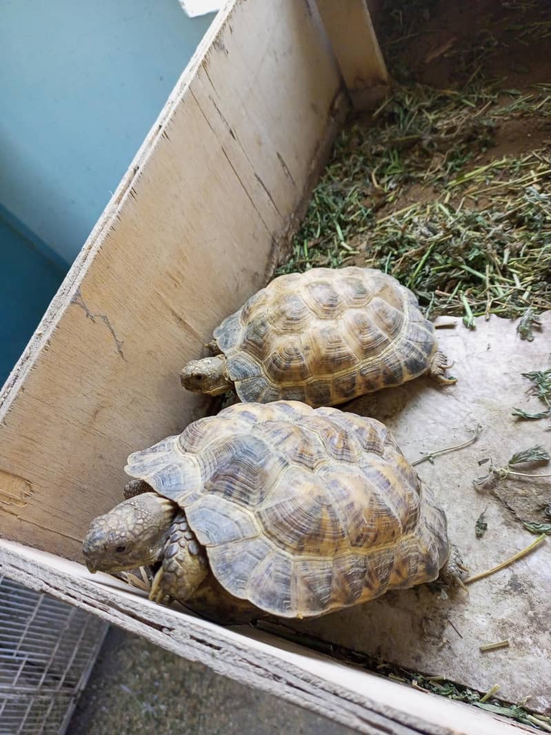 Russian tortoise 1