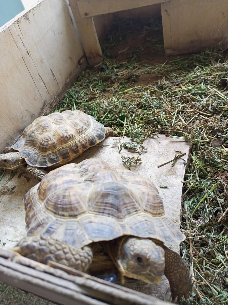 Russian tortoise 2
