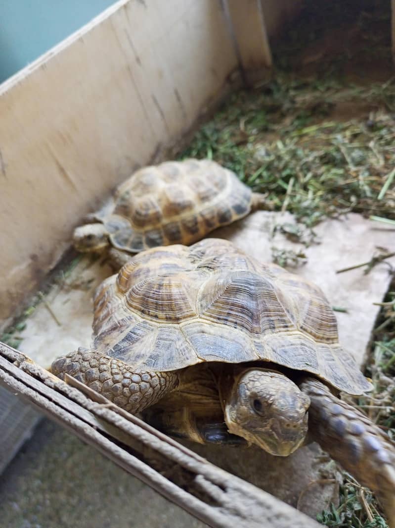Russian tortoise 3