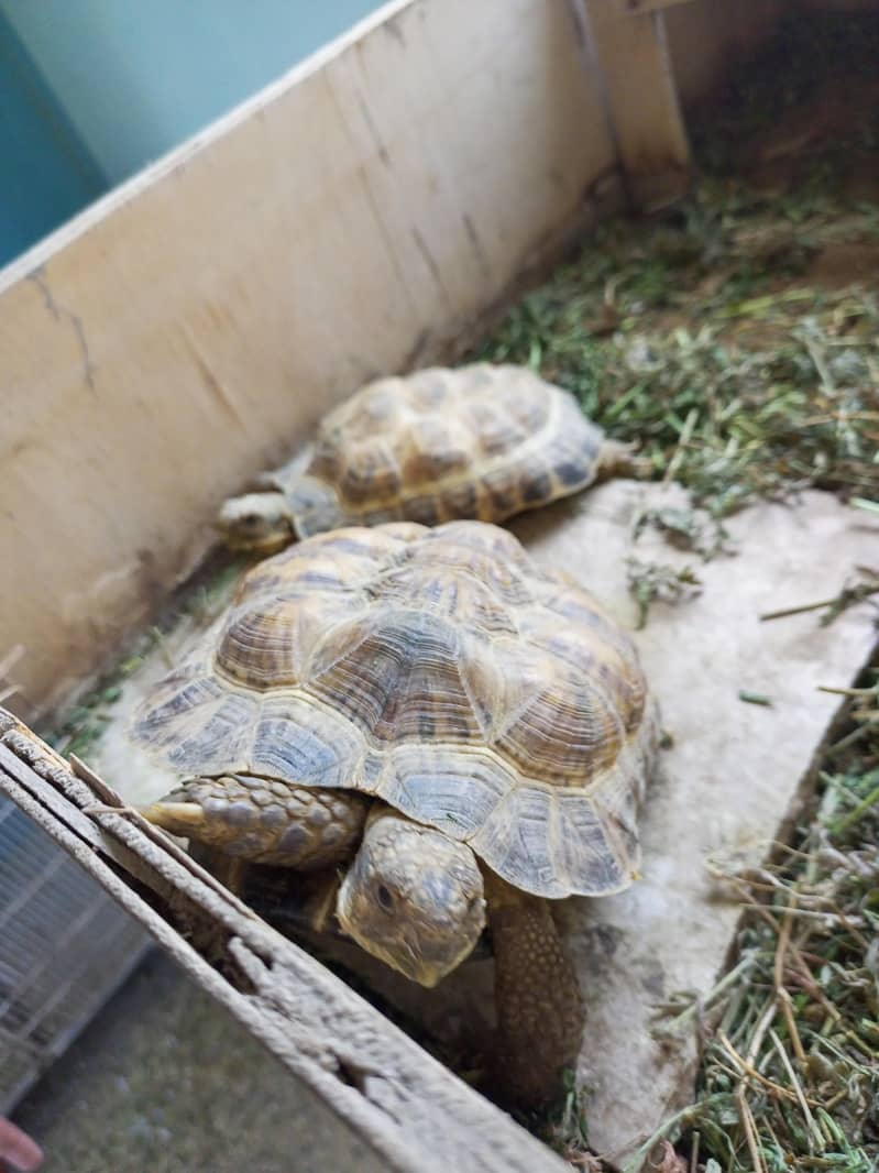 Russian tortoise 4