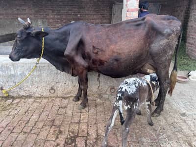 Ferisain cross cow milk 22 kg