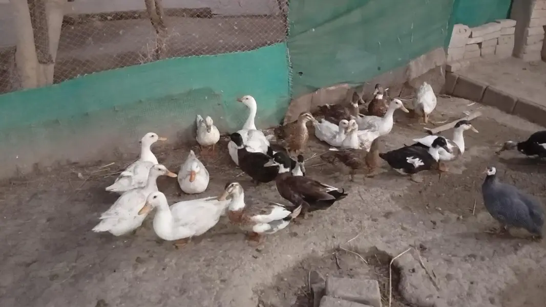 Ducks for sale