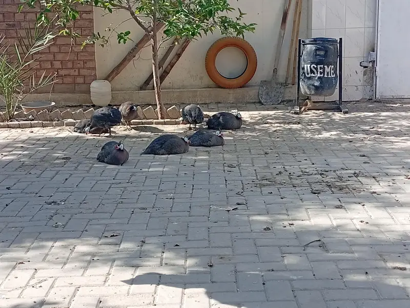 Ducks for sale — photo 2