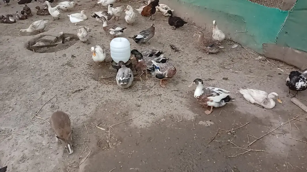 Ducks for sale — photo 3