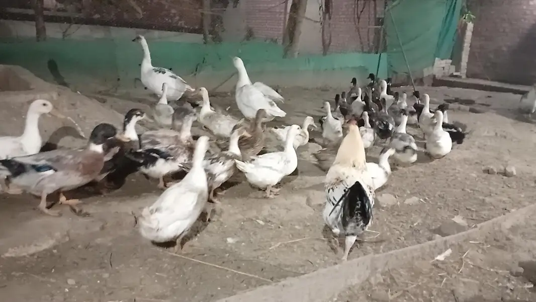 Ducks for sale — photo 4