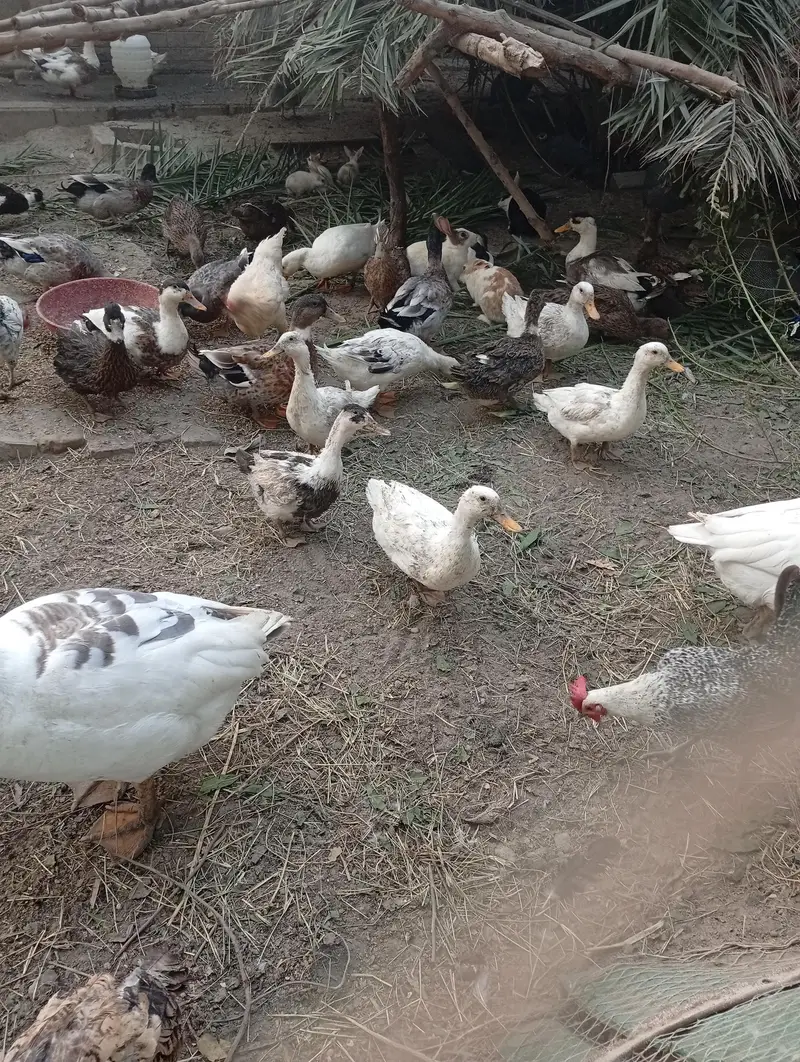 Ducks for sale — photo 5