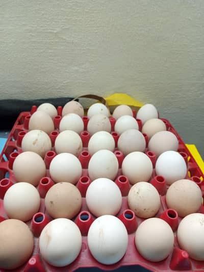 organic dasi egg 480