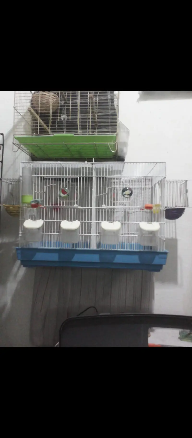 male female canaries red faction r and mozaiq — photo 4