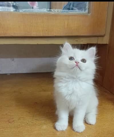 Persian triple coated female kittens available for sale