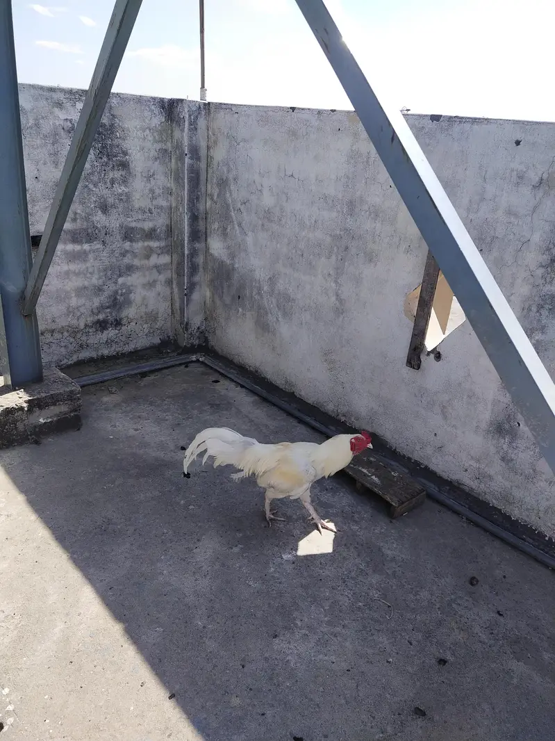Ayam cemani — photo 3