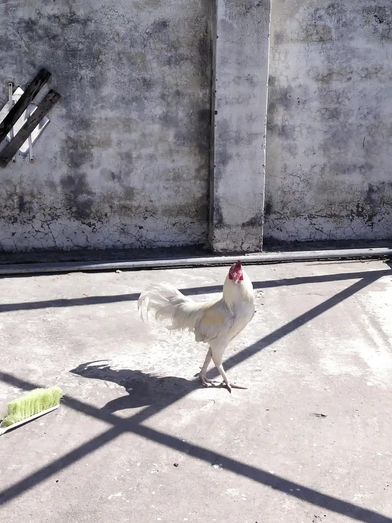 Ayam cemani — photo 4