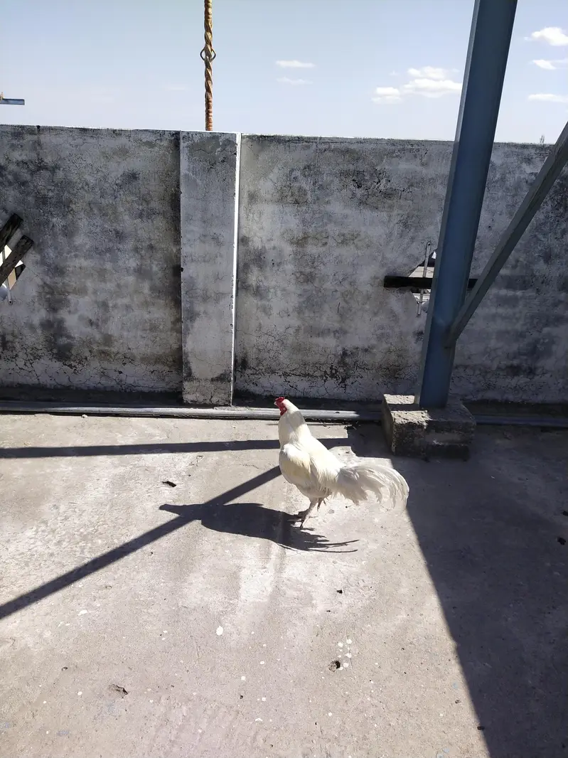 Ayam cemani — photo 5