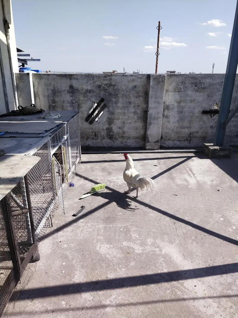 Ayam cemani — photo 10
