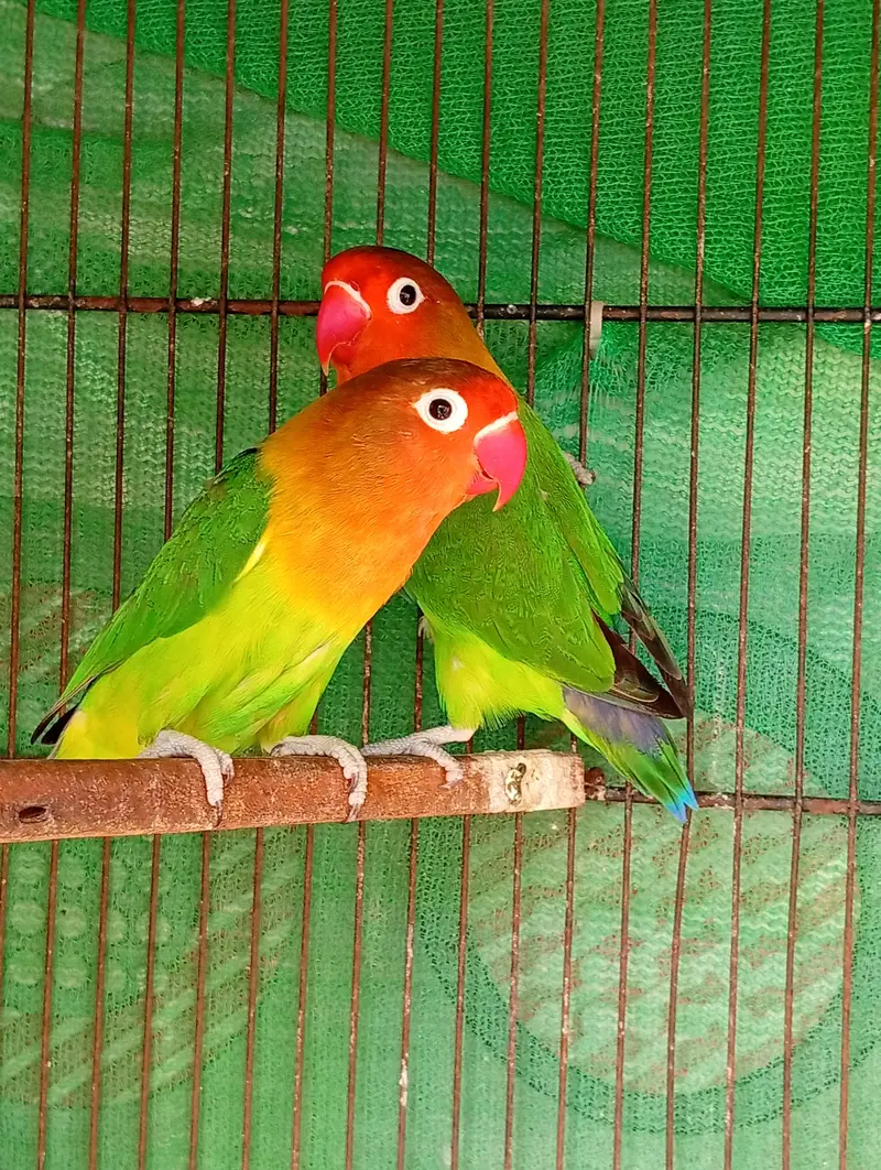 Beautiful Lovebirds