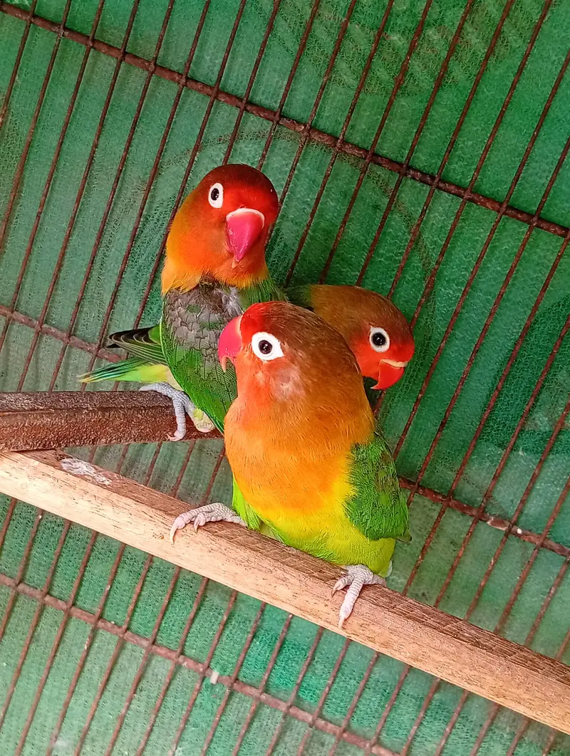 Beautiful Lovebirds — photo 2