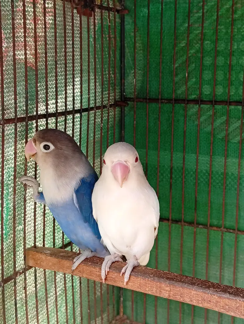 Beautiful Lovebirds — photo 3