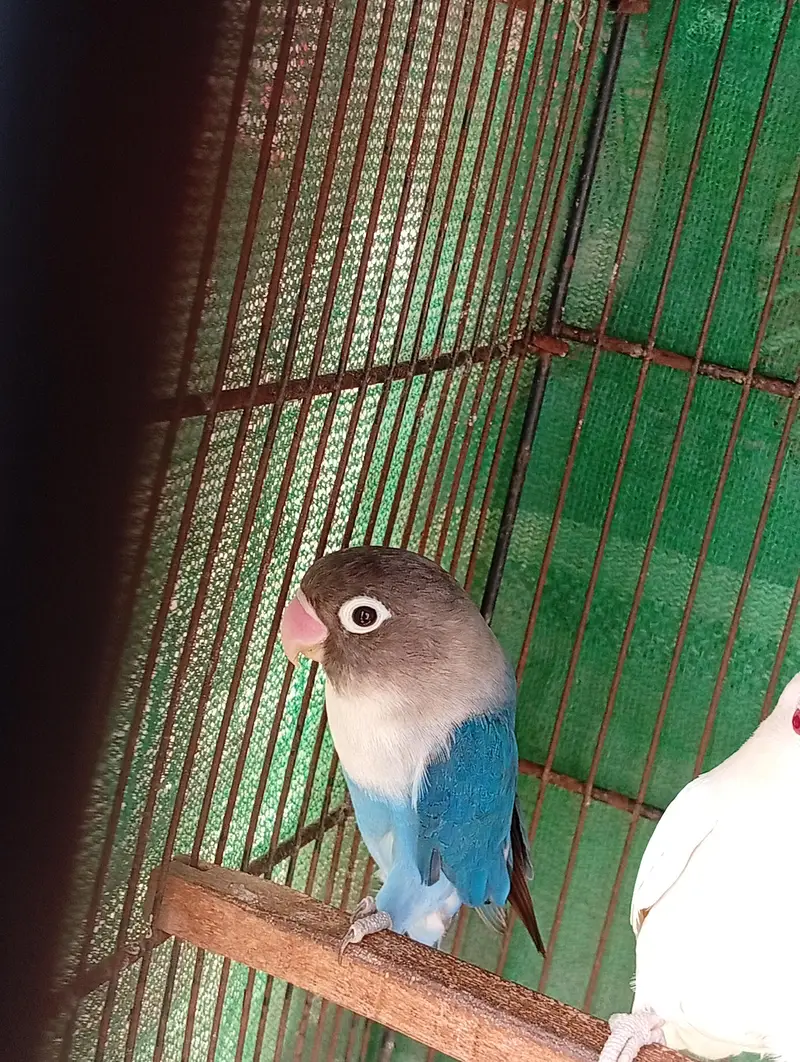 Beautiful Lovebirds — photo 4