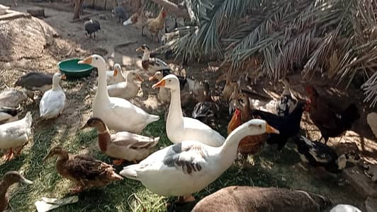 Ducks for Sale