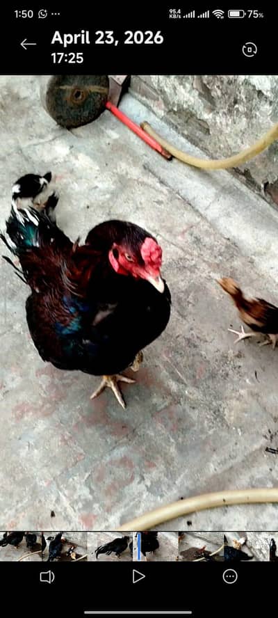 Pure Sindhi Aseel Murga