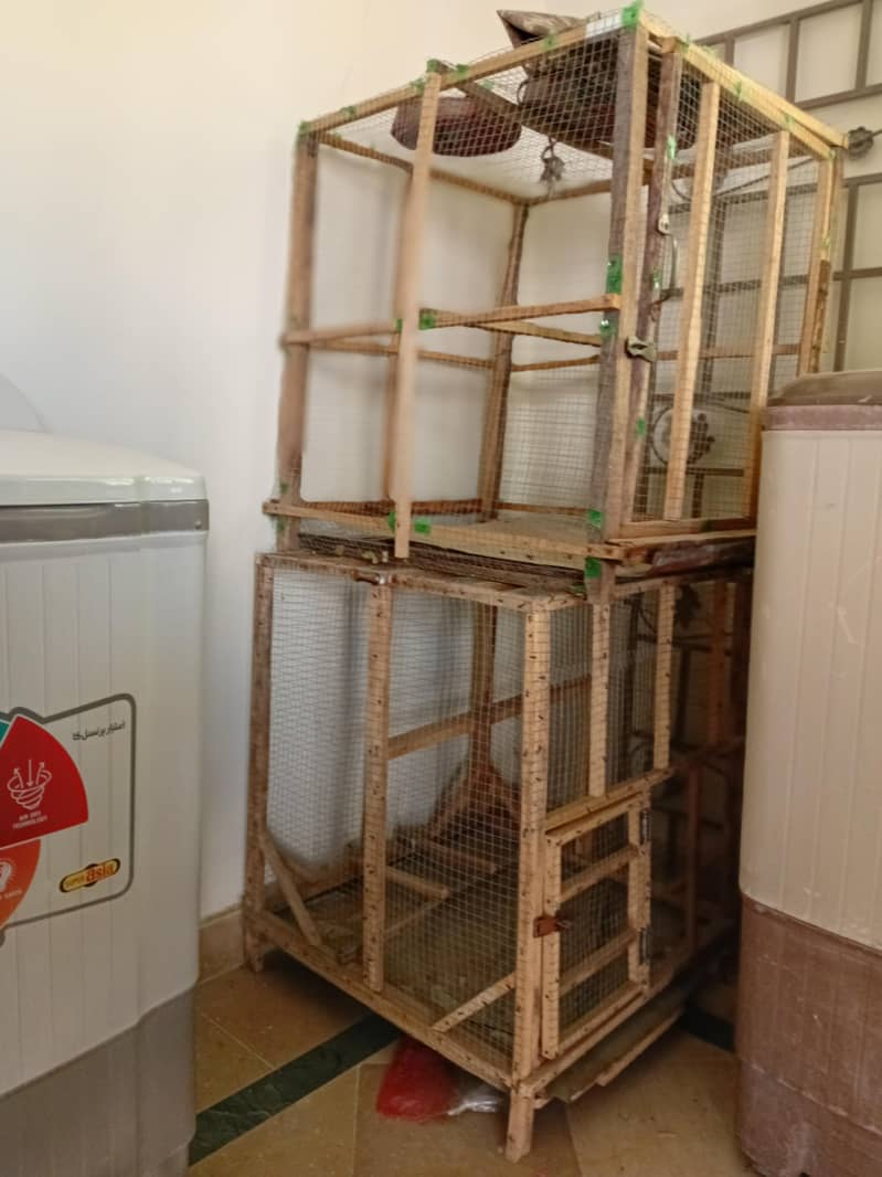 piegons cage 3