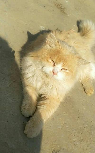 Male Cat for Stud Only Not For Sale