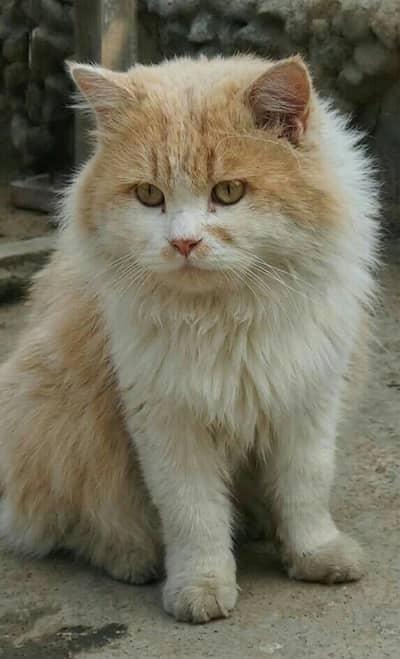 Male Cat for Stud Only Not For Sale