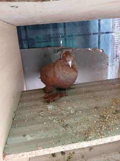 Fancy pigeons