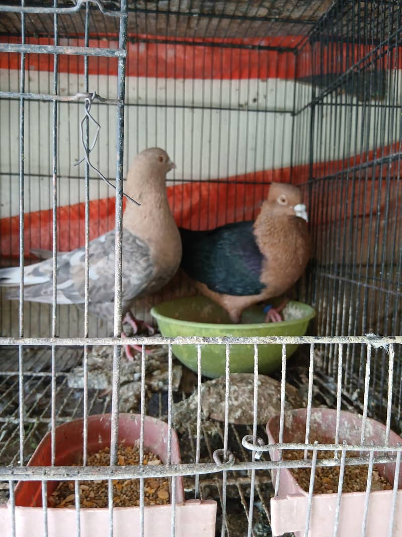 Fancy pigeons 1