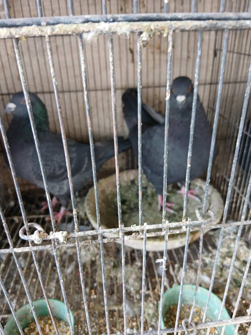 Fancy pigeons 3