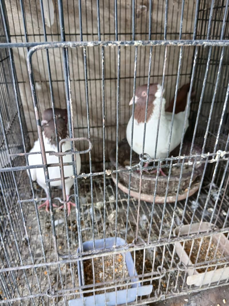 Fancy pigeons 4