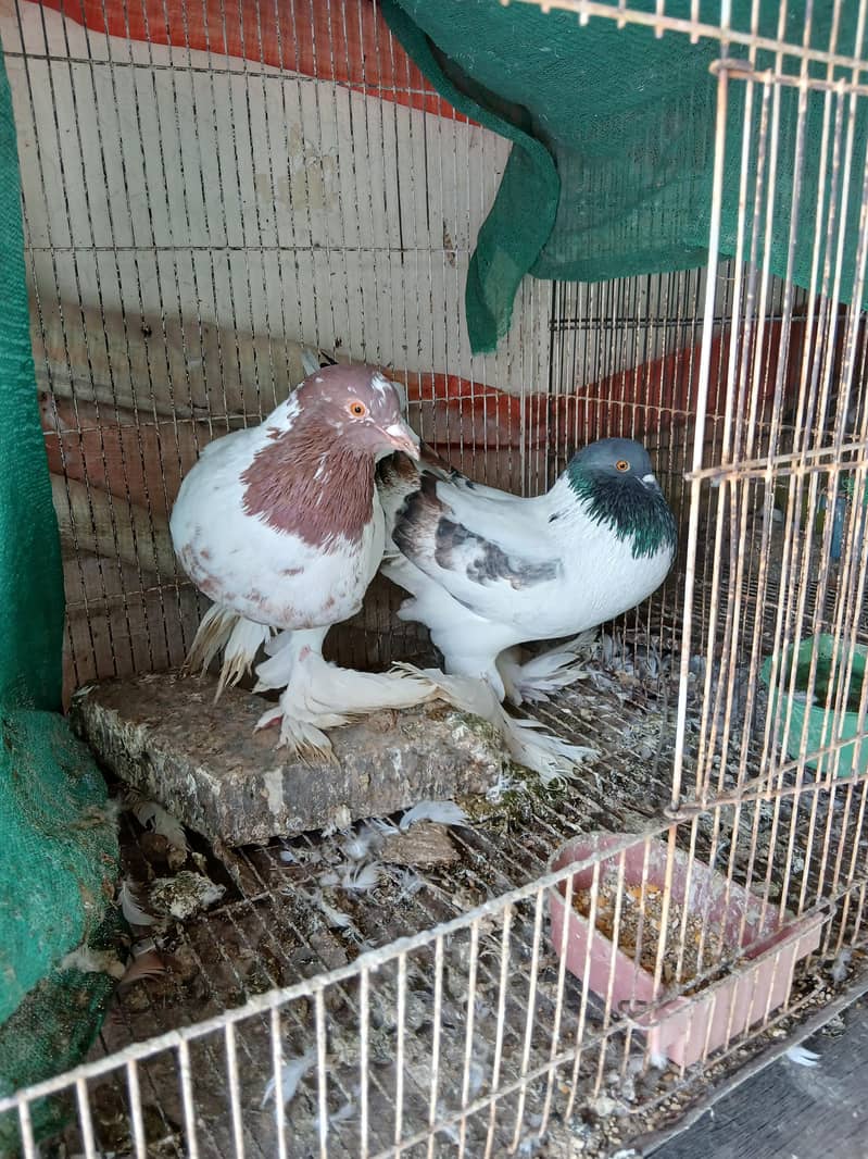 Fancy pigeons 5