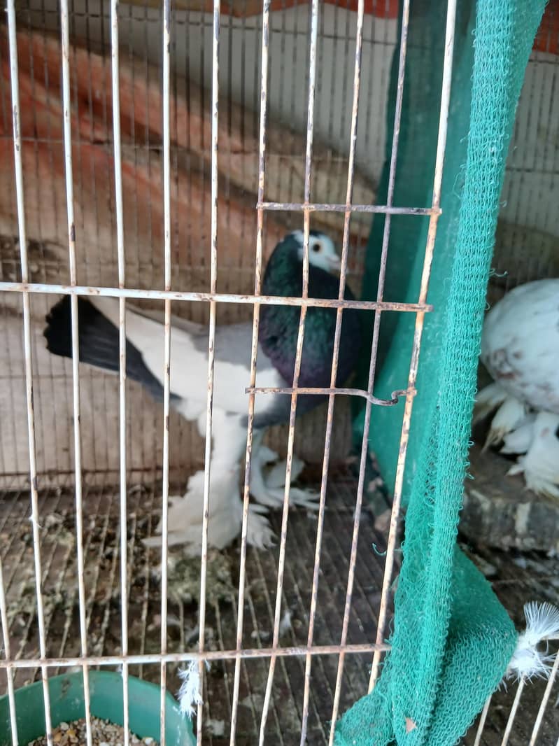 Fancy pigeons 6