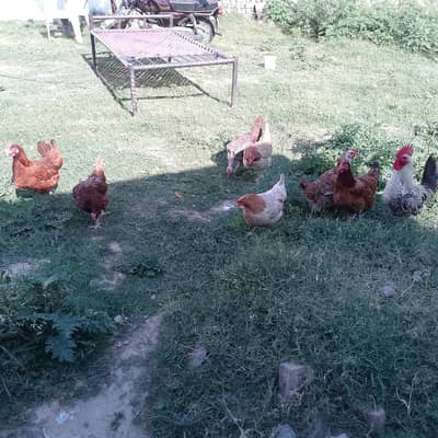 Desi hens ghr ki pali hen andy dytii hen, 16k sy kam nai